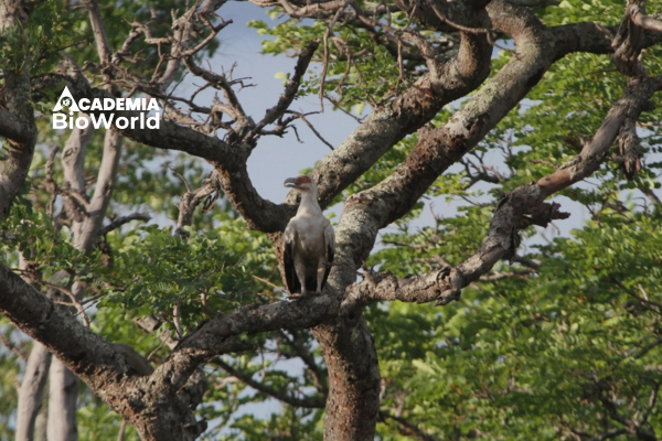 Levantamento e Descrição da Biodiversidade em EIA